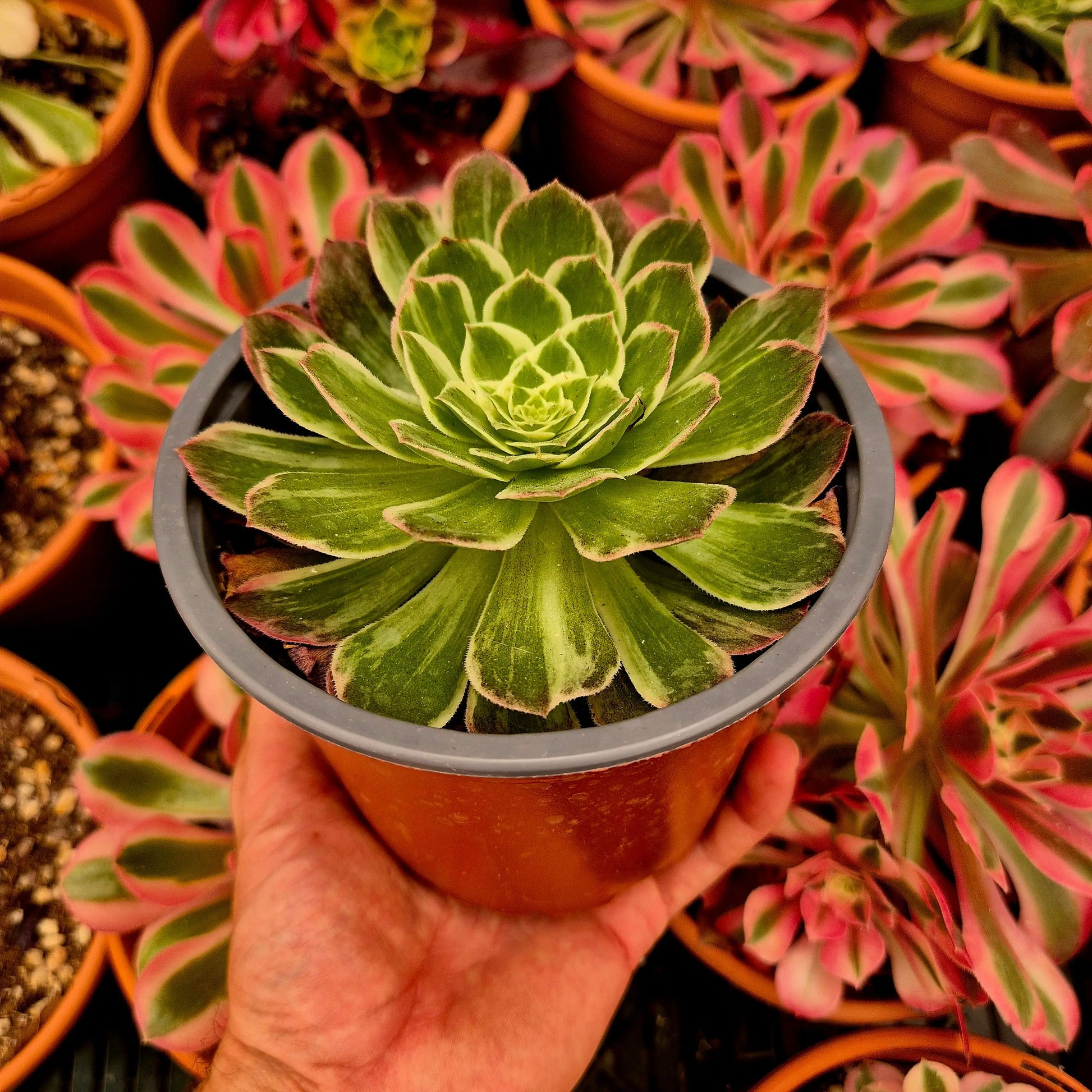 Aeonium ’Kaleidoskope’ variegado