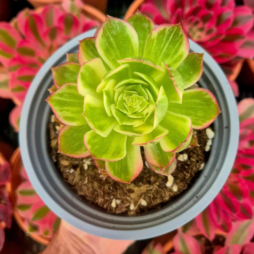 Aeonium ’Kaleidoskope’ variegado