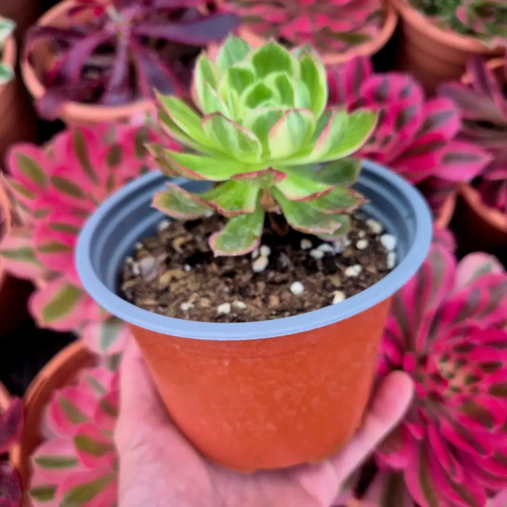 Aeonium ’Kaleidoskope’ variegado