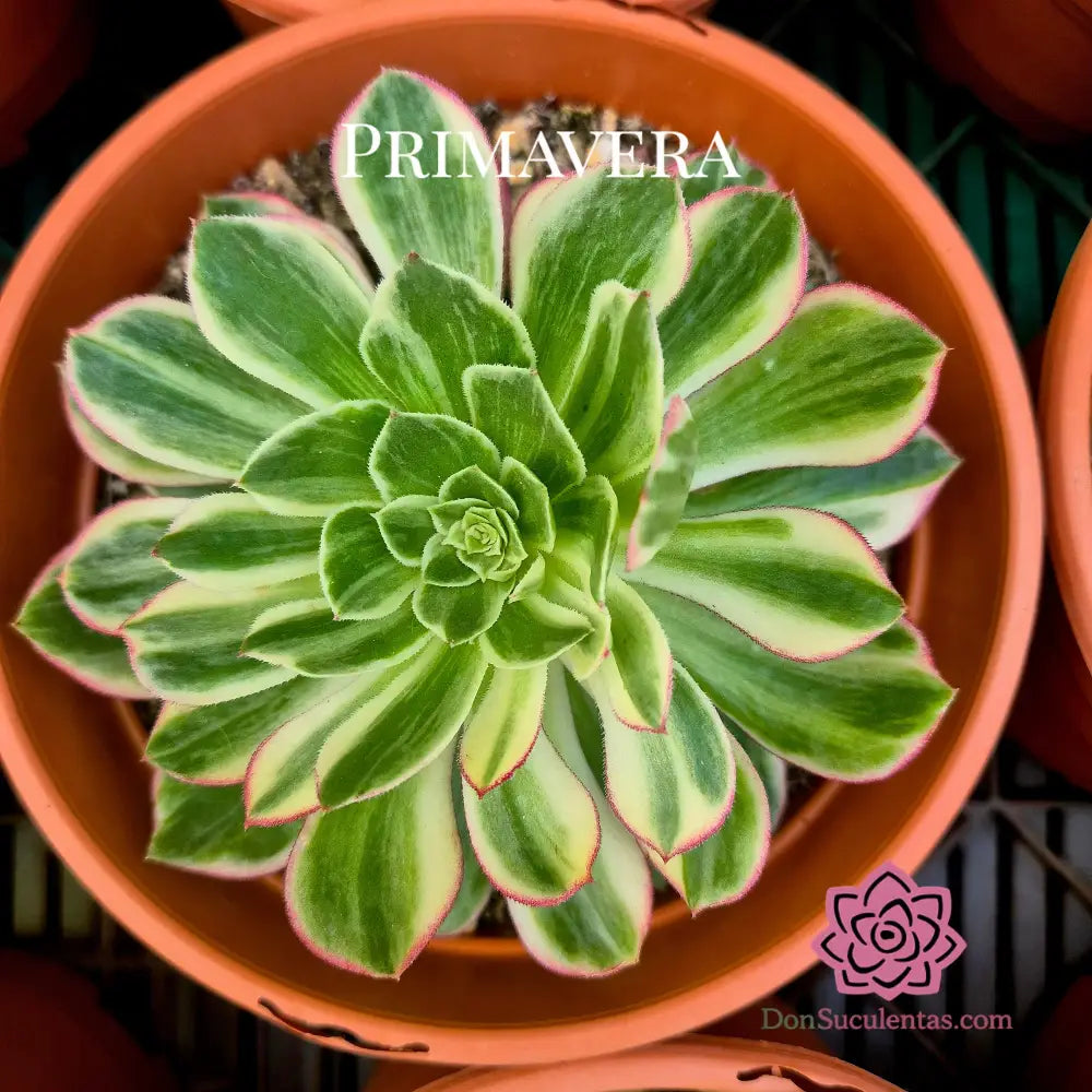 Aeonium ’Kaleidoskope’ variegado