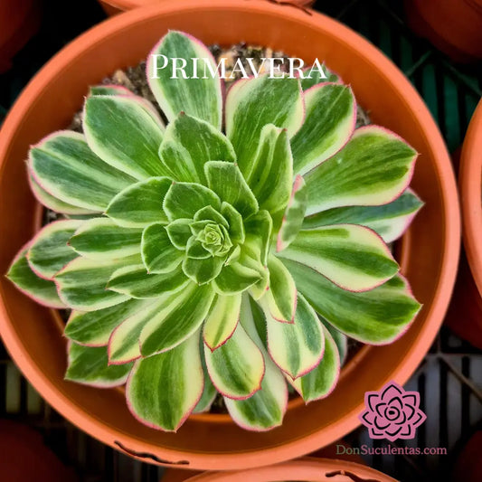 Aeonium ’Kaleidoskope’ variegado