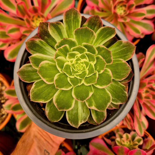 Aeonium ’Kaleidoskope’ variegado