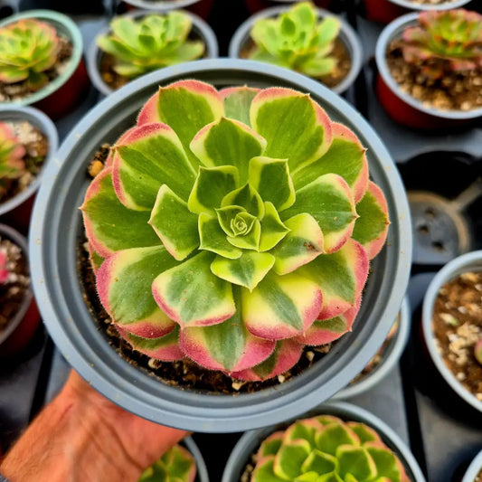 Aeonium ’Love In The Fallen City’ variegado