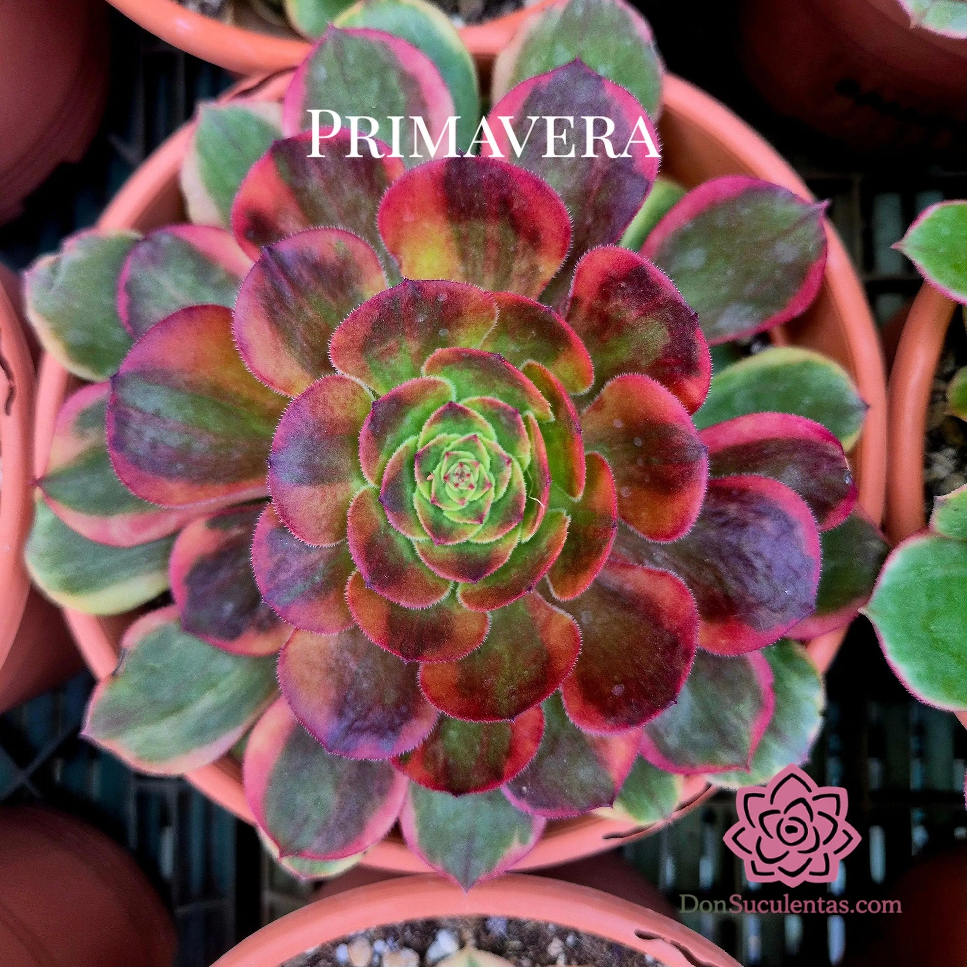 Aeonium ’Love In The Fallen City’ variegado