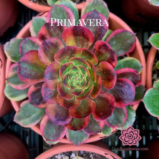 Aeonium ’Love In The Fallen City’ variegado