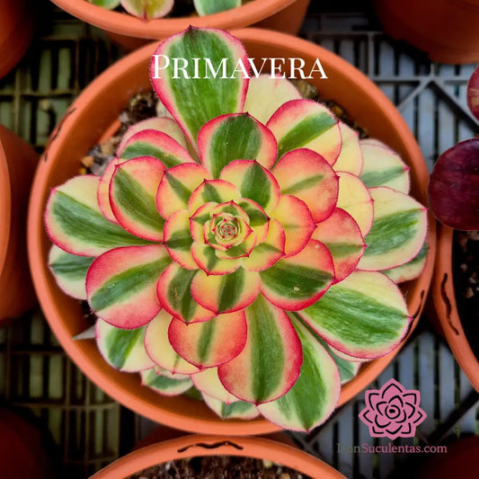 Aeonium ’Lychee’ variegado