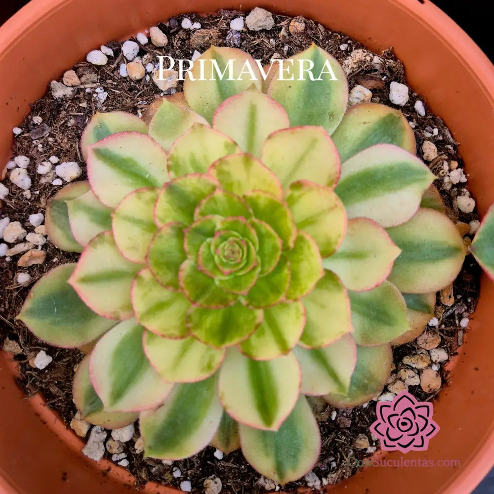 Aeonium ’M & M’ variegado