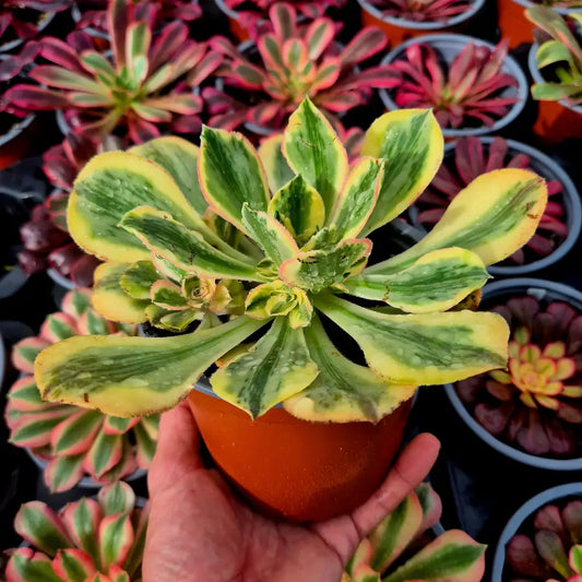 Aeonium ’Marnier L´Apostolle’ variegado