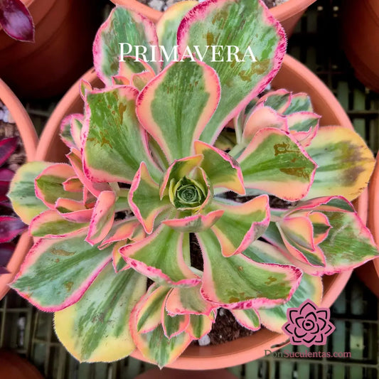 Aeonium ’Marnier L´Apostolle’ variegado