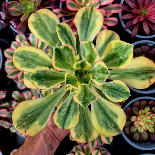 Aeonium ’Marnier L´Apostolle’ variegado