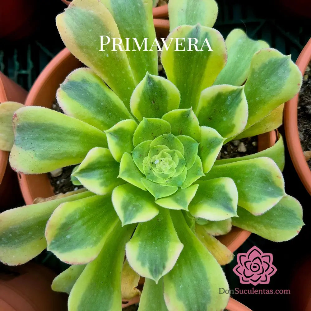 Aeonium ’Maybach’ variegado