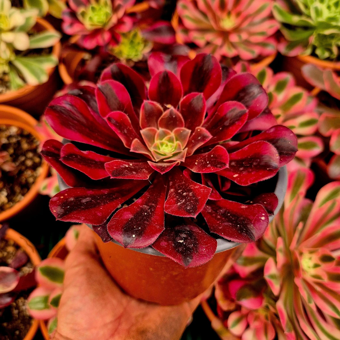 Aeonium ’Medusa’ variegado