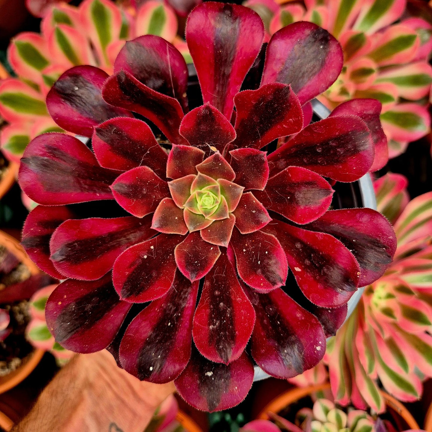 Aeonium ’Medusa’ variegado