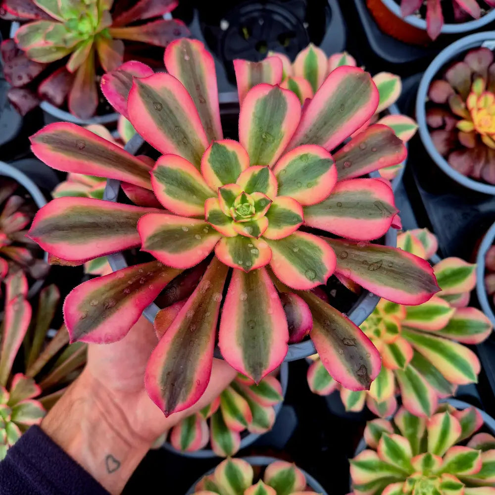 Aeonium ’Medusa’ variegado