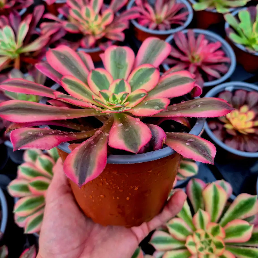 Aeonium ’Medusa’ variegado