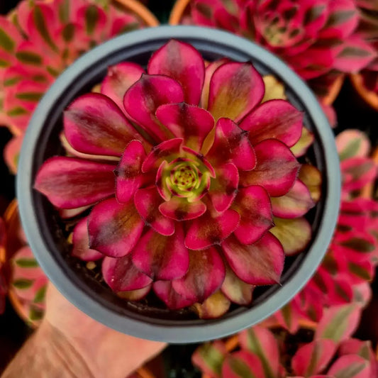 Aeonium ’Meiji’ variegado