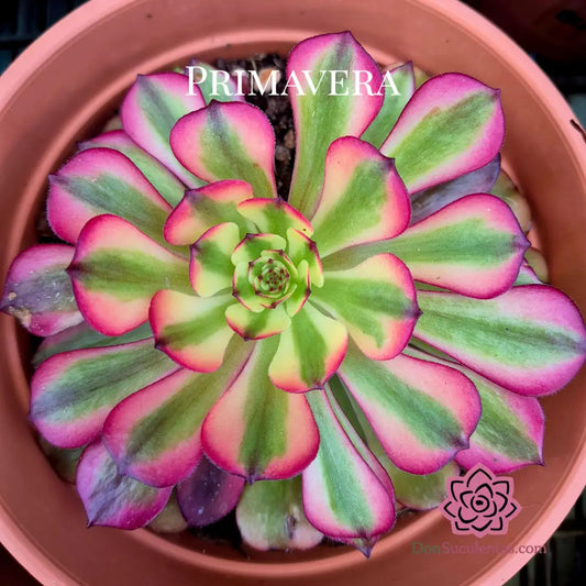 Aeonium ’Meiji’ variegado