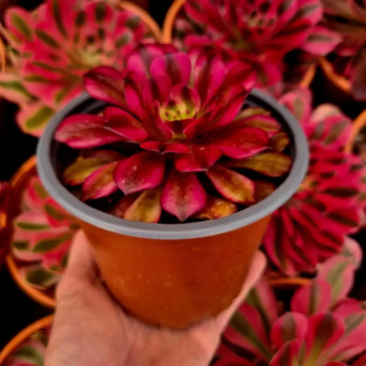 Aeonium ’Meiji’ variegado