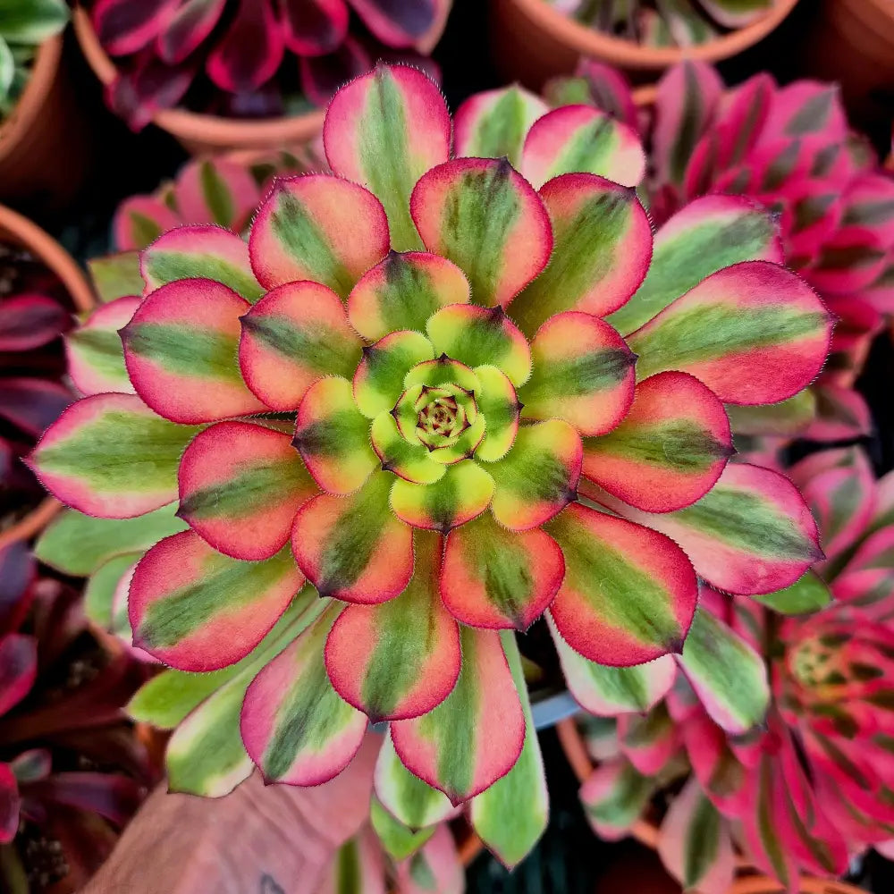 Aeonium ’Meiya’ variegado
