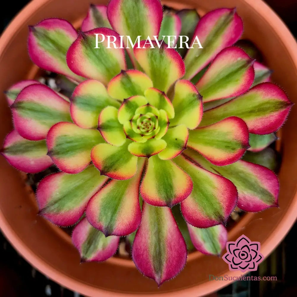 Aeonium ’Meiya’ variegado