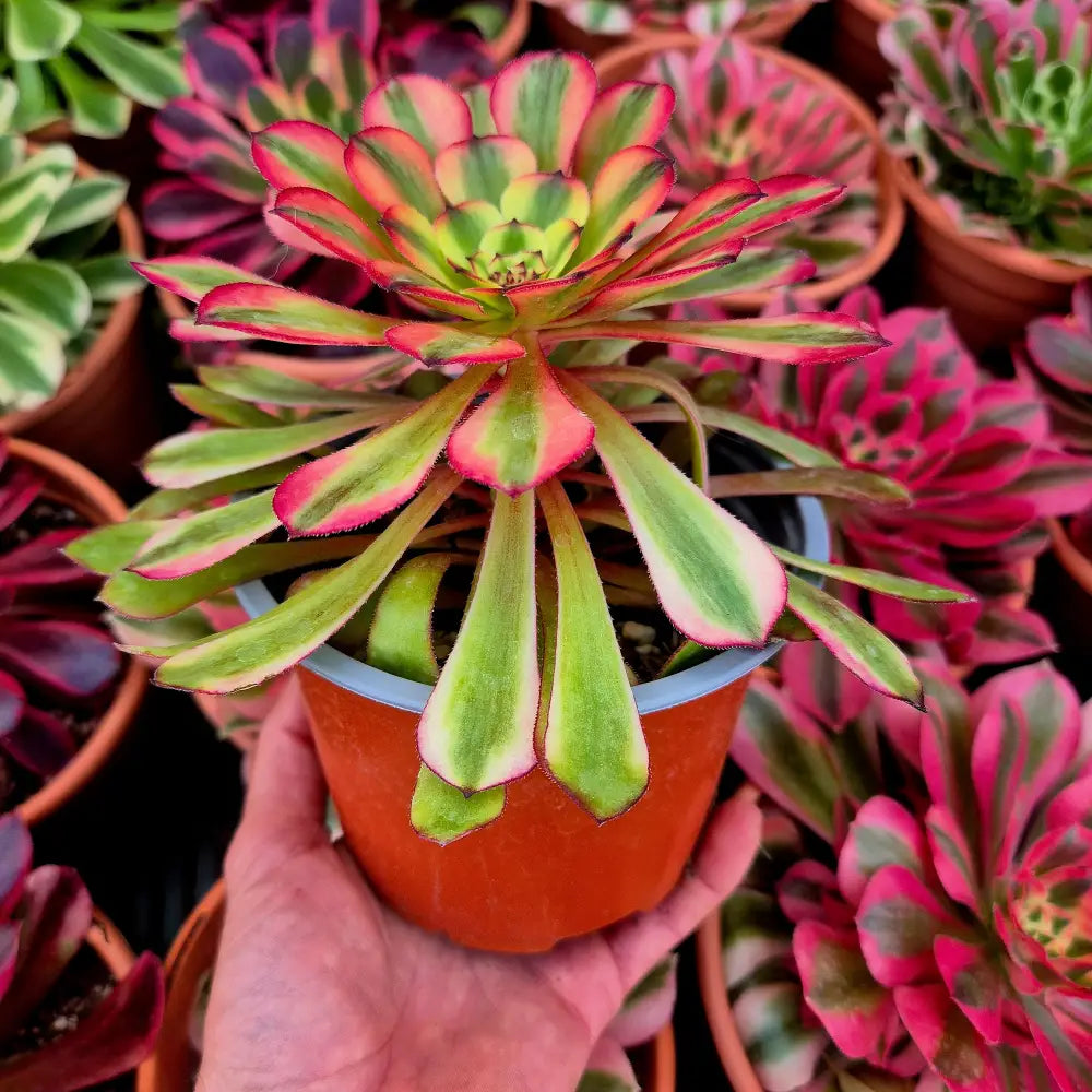 Aeonium ’Meiya’ variegado
