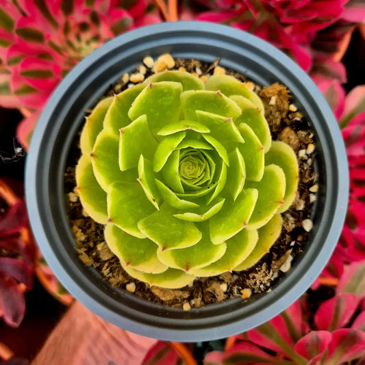 Aeonium ’Milky White’ variegado