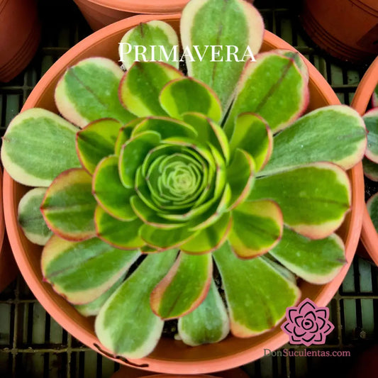 Aeonium ’Milky White’ variegado