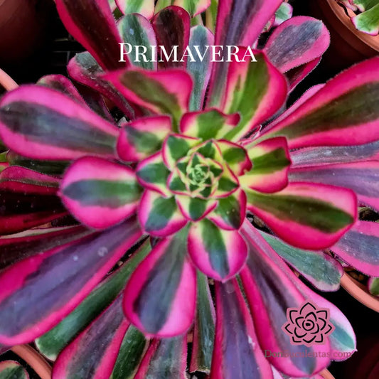 Aeonium ’Moon in the water’ variegado