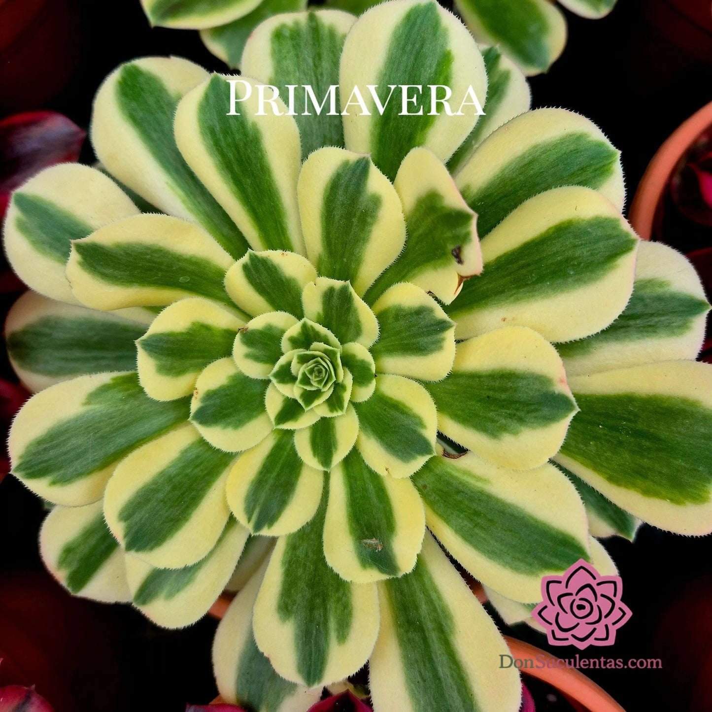 Aeonium ’Mung Bean Paste’ variegado