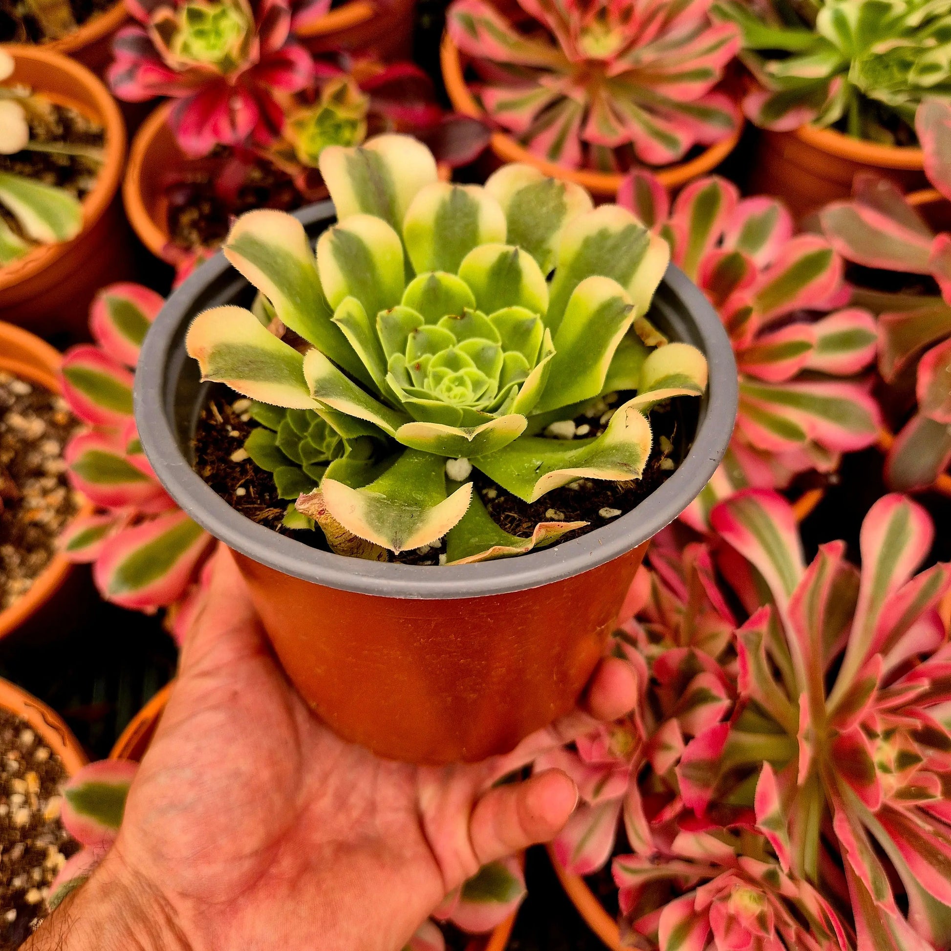 Aeonium ’Mung Bean Paste’ variegado
