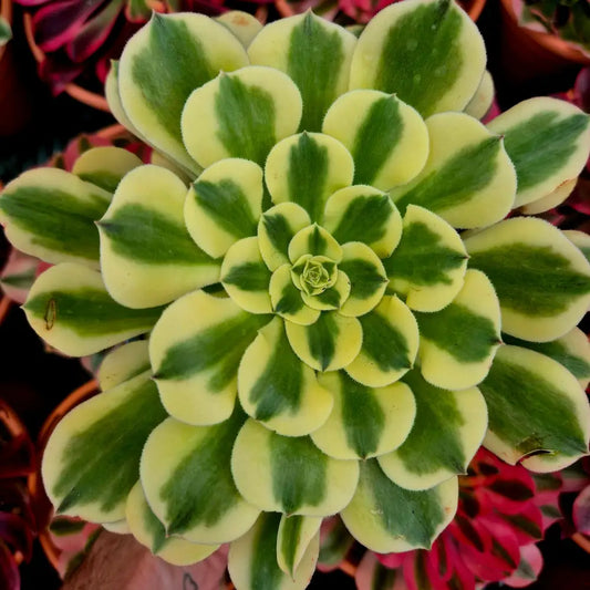 Aeonium ’Mung Bean Paste’ variegado