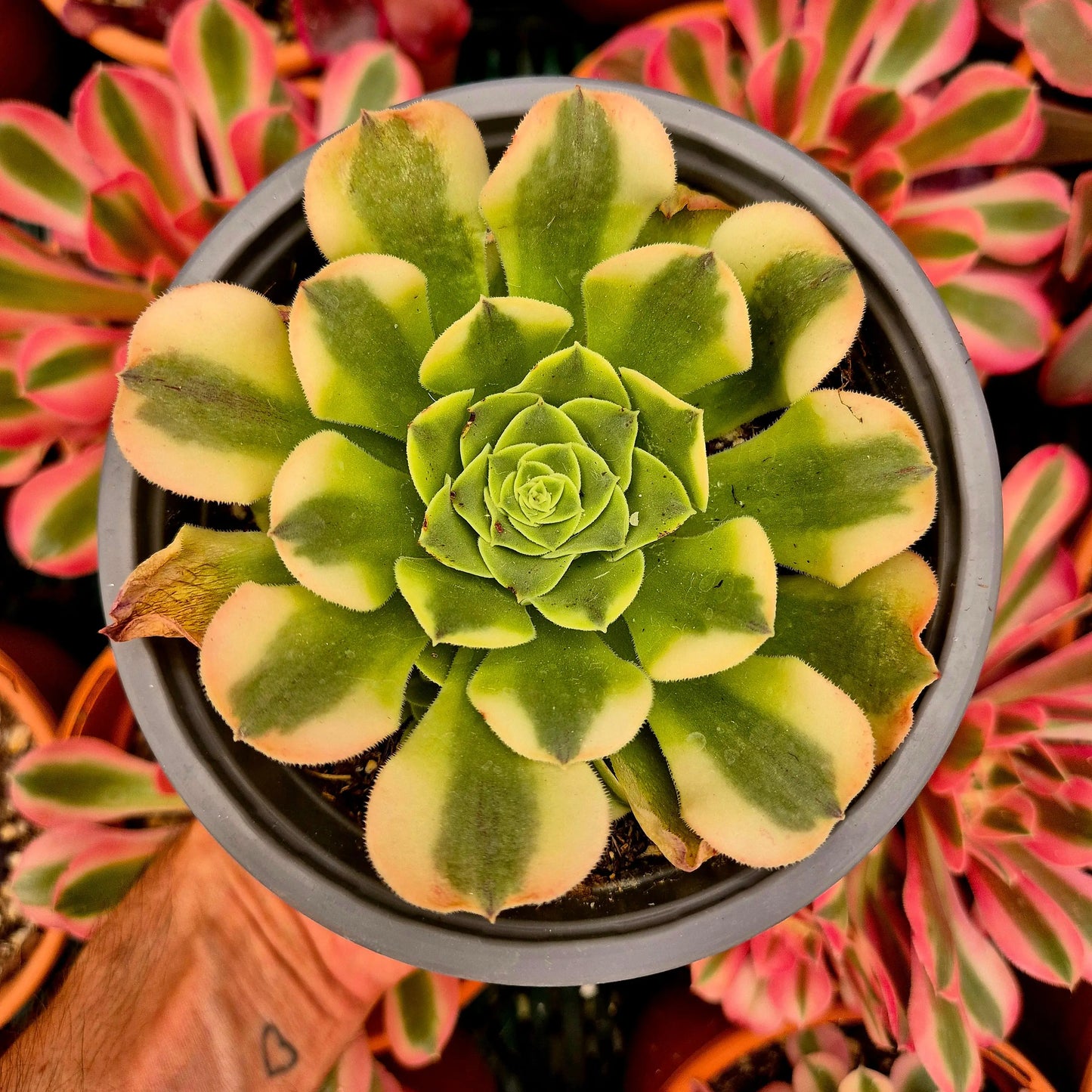 Aeonium ’Mung Bean Paste’ variegado