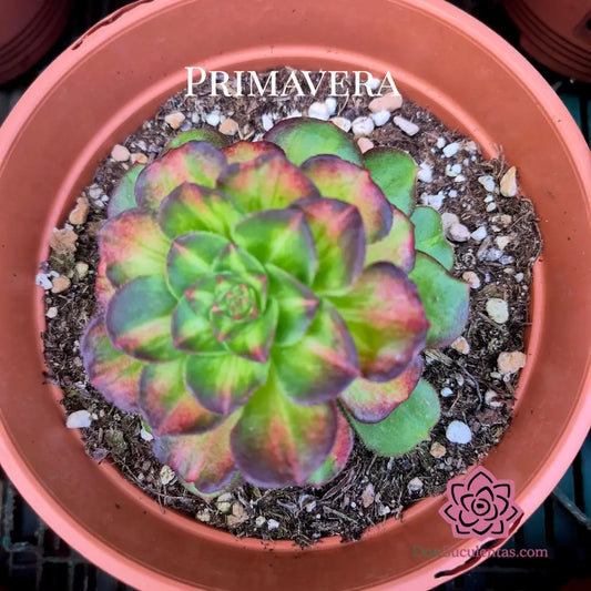 Aeonium ’Neptune Colorful’ variegado