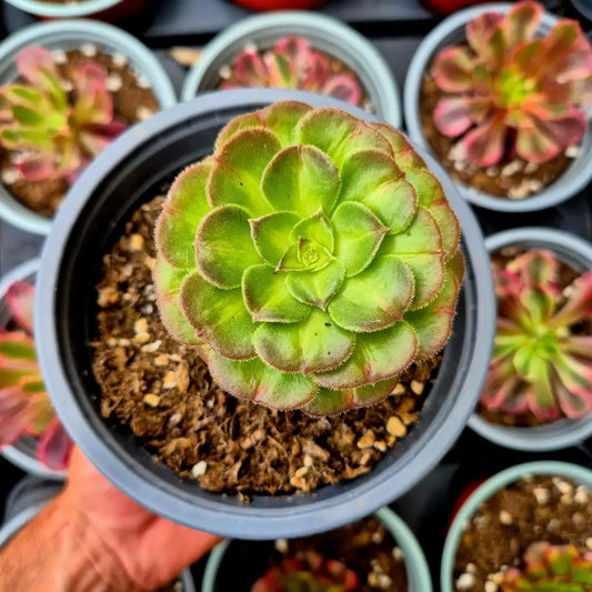 Aeonium ’Neptune Colorful’ variegado