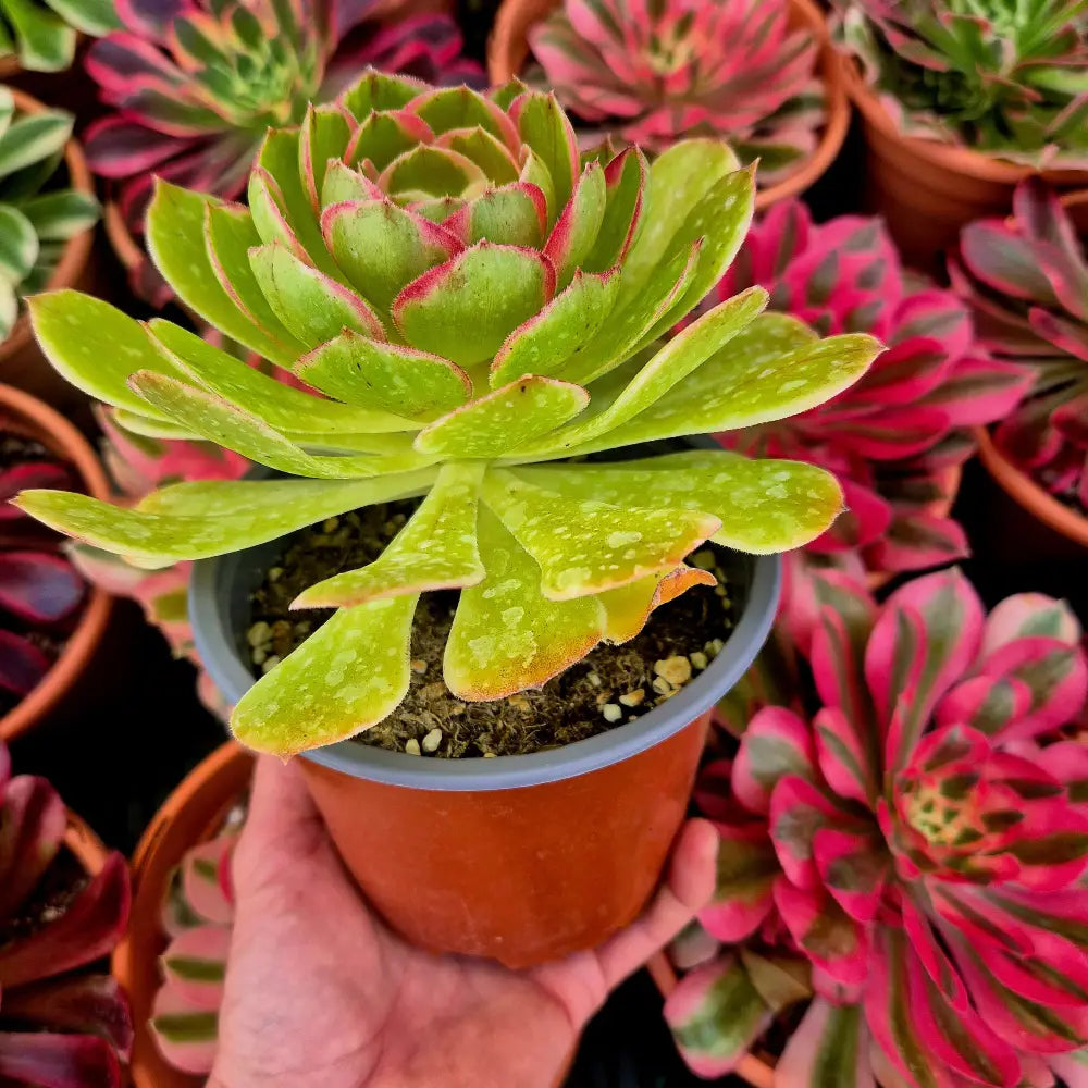 Aeonium ’Night Banquet’ variegado