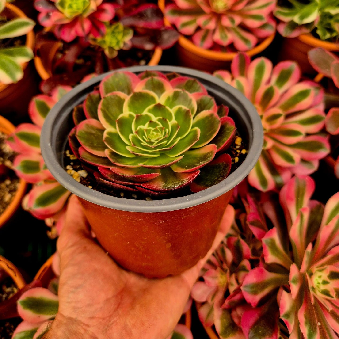 Aeonium ’Night Banquet’ variegado