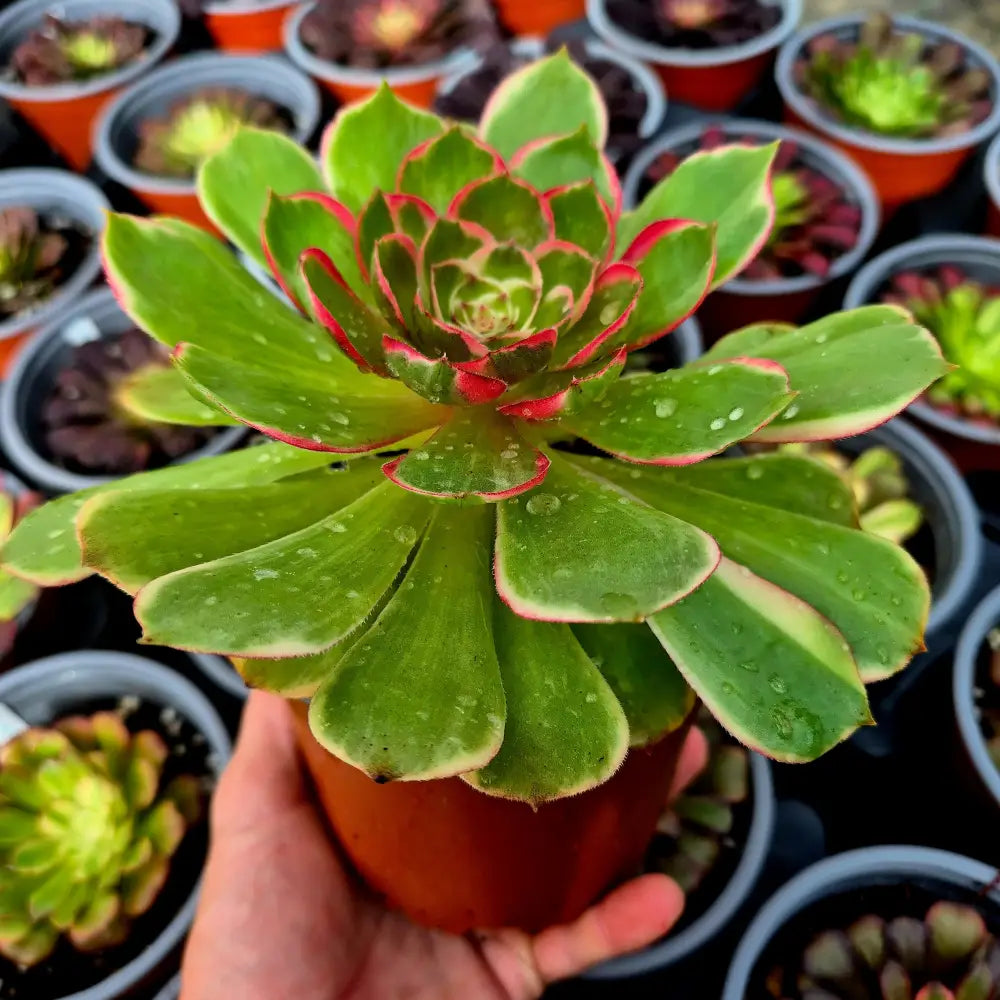 Aeonium ’Night Banquet’ variegado