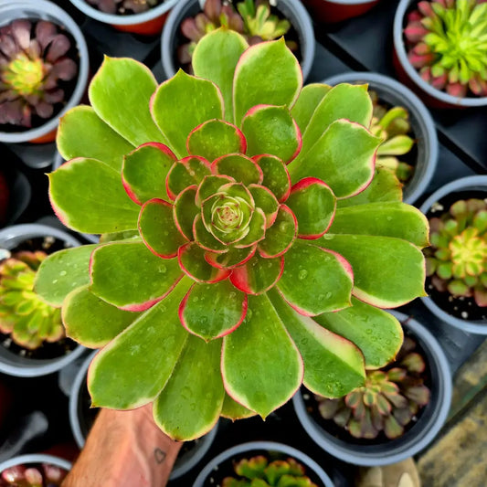 Aeonium ’Night Banquet’ variegado