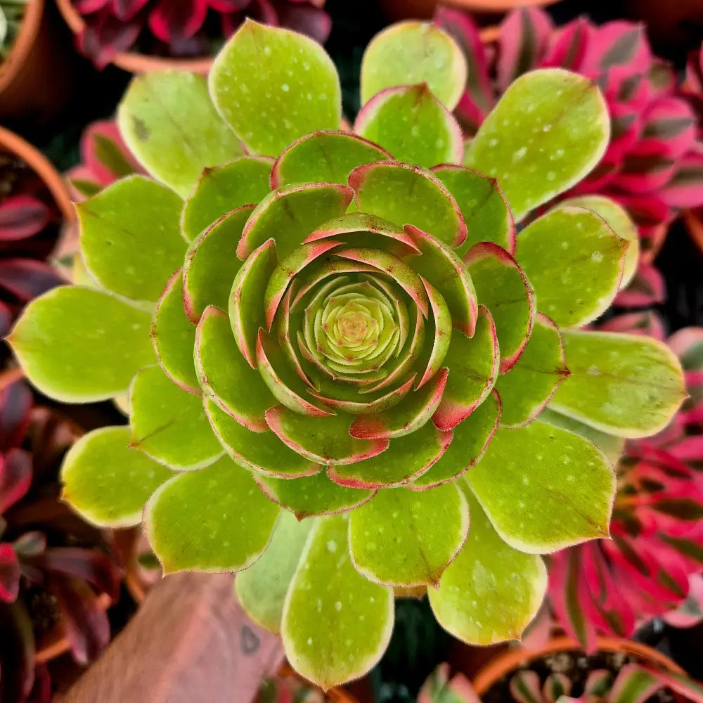 Aeonium ’Night Banquet’ variegado