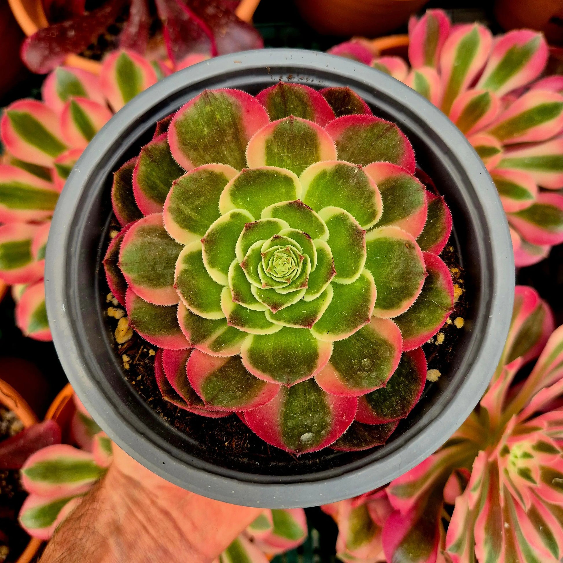 Aeonium ’Night Banquet’ variegado