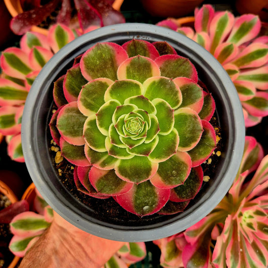 Aeonium ’Night Banquet’ variegado