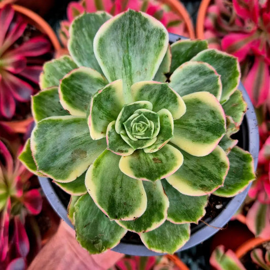 Aeonium ’Orion Petrify’ variegado