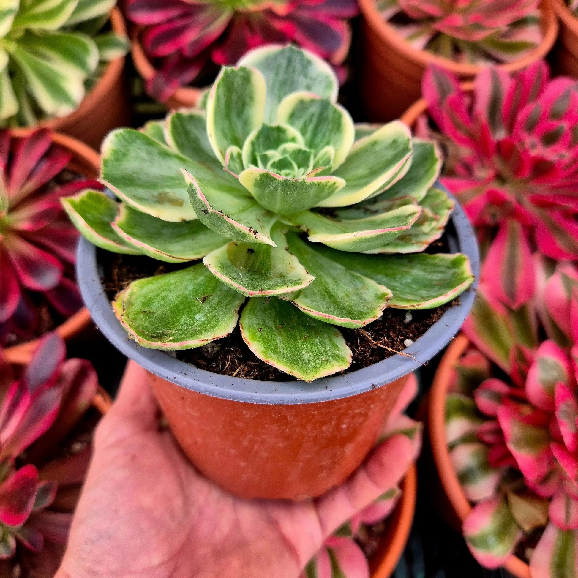 Aeonium ’Orion Petrify’ variegado