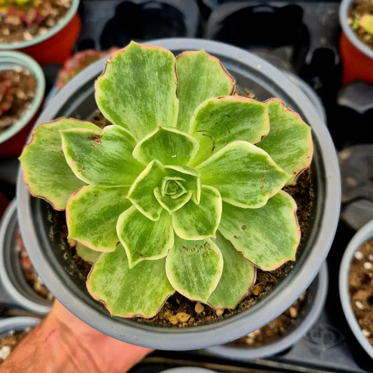 Aeonium ’Orion Petrify’ variegado