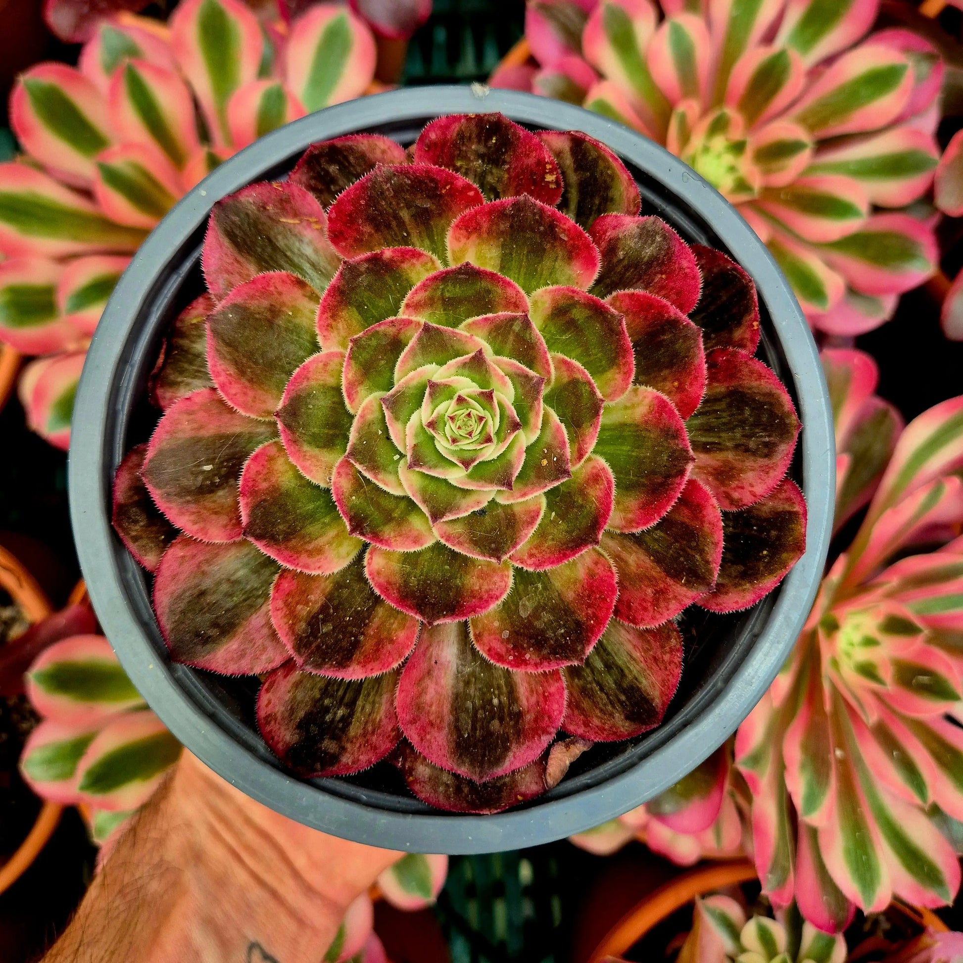 Aeonium ’Peacock Feather’ variegado