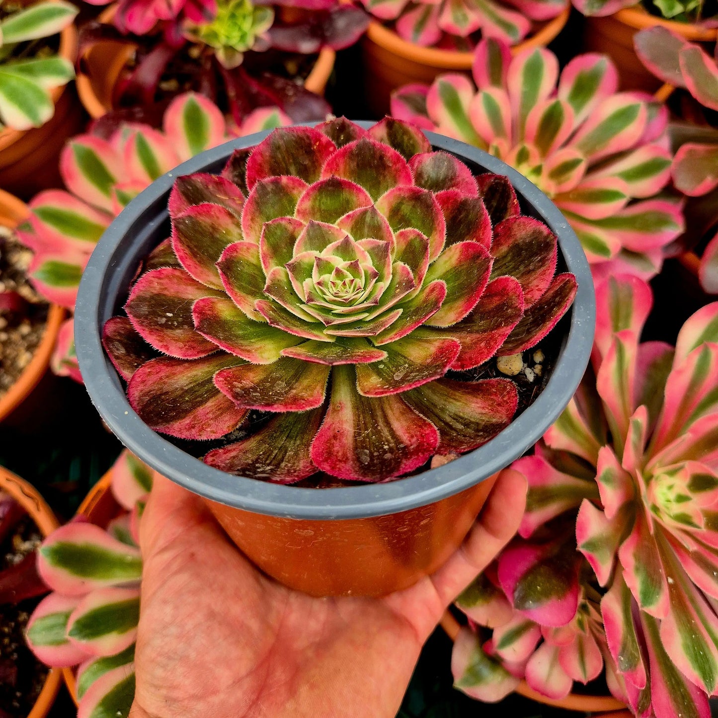 Aeonium ’Peacock Feather’ variegado