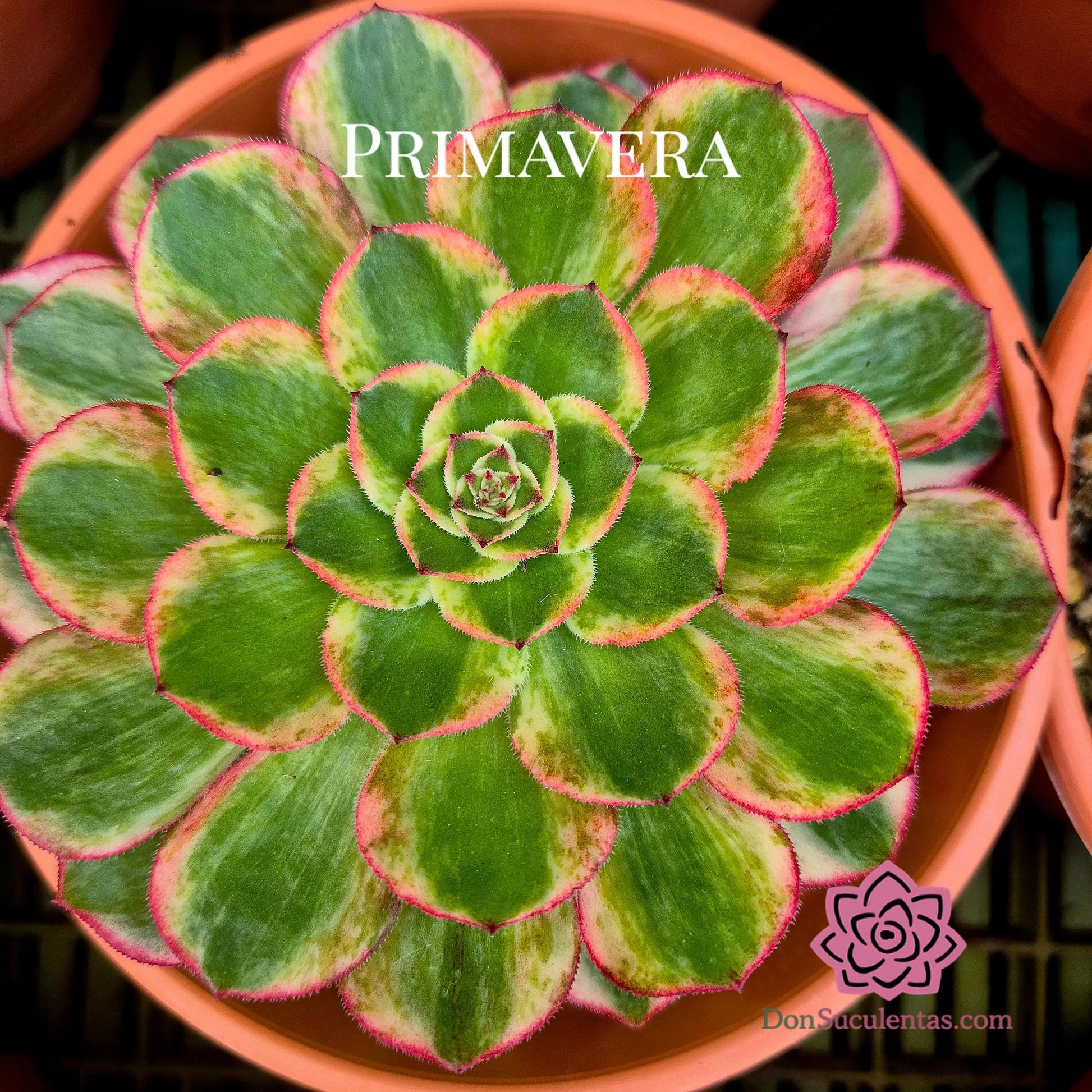 Aeonium ’Peacock Feather’ variegado