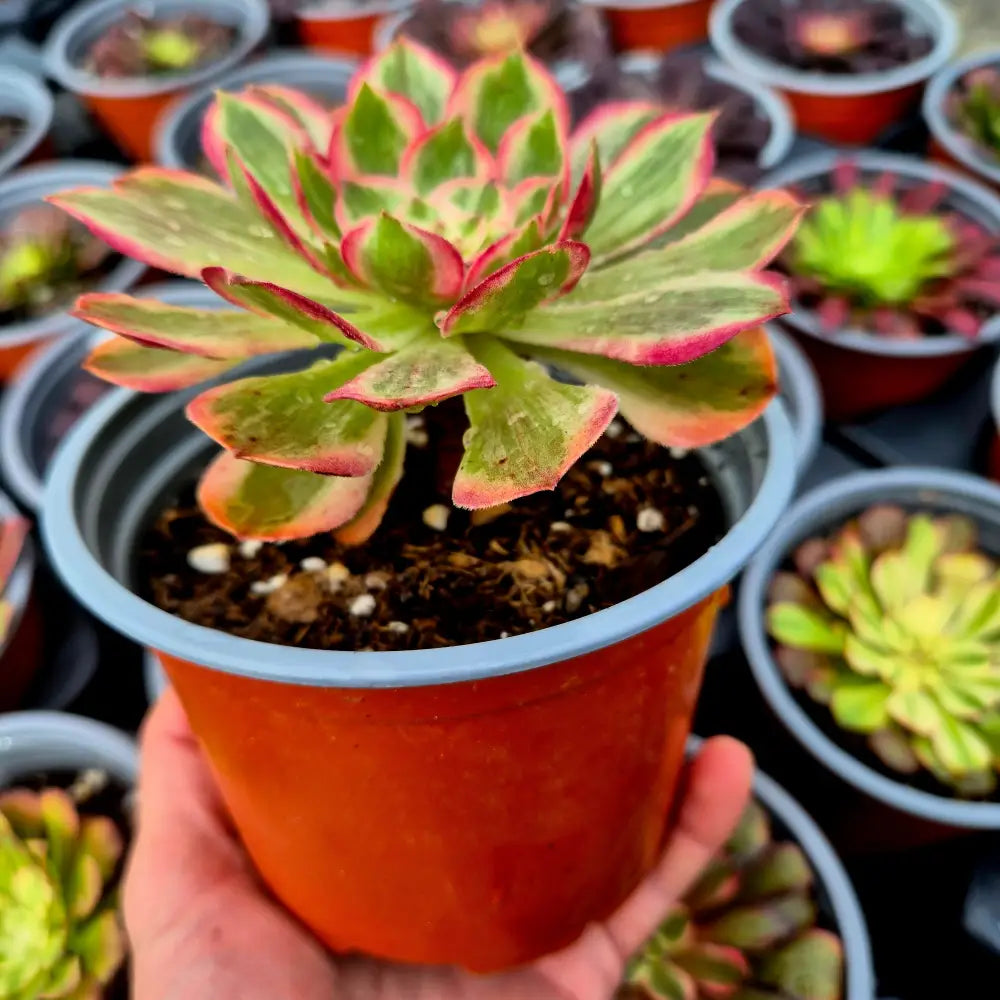 Aeonium ’Peacock Feather’ variegado