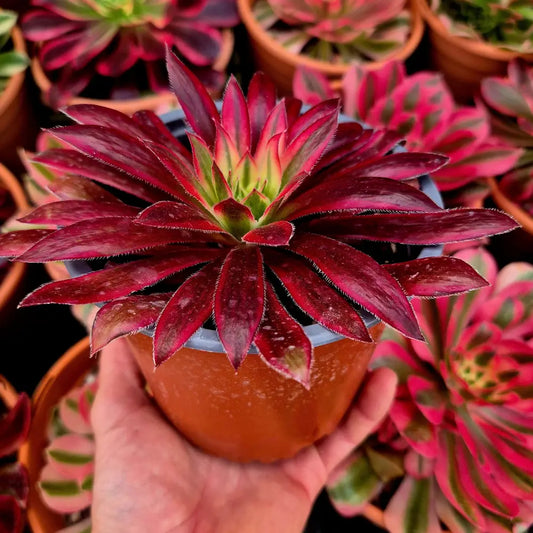 Aeonium ’Peacock’ variegado