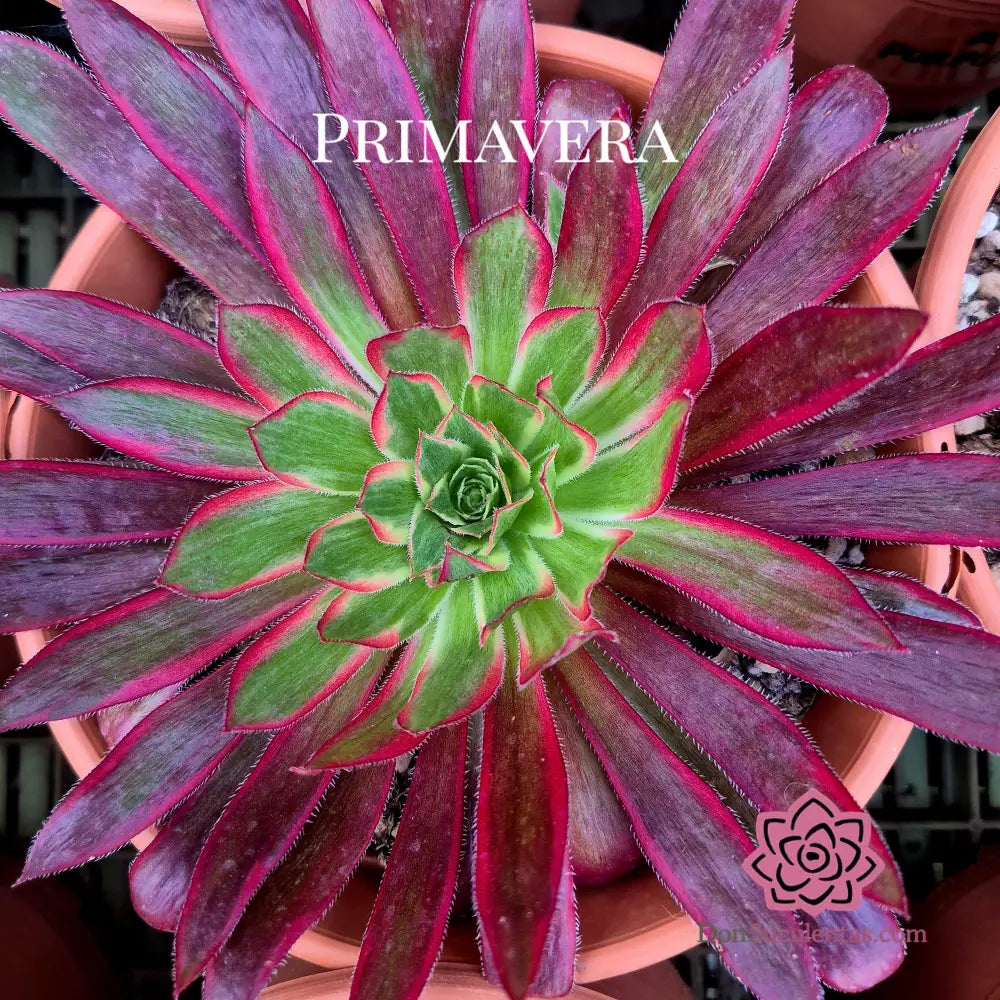 Aeonium ’Peacock’ variegado